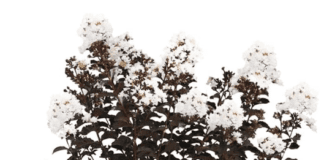 White Crate Myrtle Tree (2026): Grow Massive Blooms Black Diamond Crape Myrtle Tree (Crystalline White, 7 gal.)