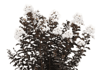 White Crate Myrtle Tree (2026): Grow Massive Blooms Black Diamond Crape Myrtle Tree (Crystalline White, 7 gal.)