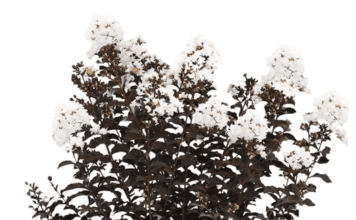 White Crate Myrtle Tree (2026): Grow Massive Blooms Black Diamond Crape Myrtle Tree (Crystalline White, 7 gal.)