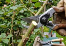 Best Rose Pruning Scissors: What to Use for Clean Cuts, Deadheading & Thorny Stems Rose pruning scissors cutting a rose stem in the garden