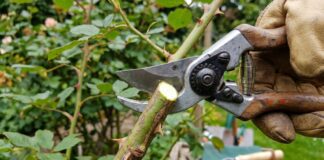 Best Rose Pruning Scissors: What to Use for Clean Cuts, Deadheading & Thorny Stems Rose pruning scissors cutting a rose stem in the garden
