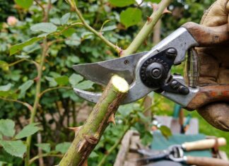 Best Rose Pruning Scissors: What to Use for Clean Cuts, Deadheading & Thorny Stems Rose pruning scissors cutting a rose stem in the garden