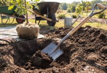Best Shovel for Planting Trees: Tree Spade vs Transplanting Shovel Tree planting shovel digging a hole for a young tree in garden soil