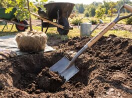 Best Shovel for Planting Trees: Tree Spade vs Transplanting Shovel Tree planting shovel digging a hole for a young tree in garden soil