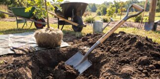 Best Shovel for Planting Trees: Tree Spade vs Transplanting Shovel Tree planting shovel digging a hole for a young tree in garden soil