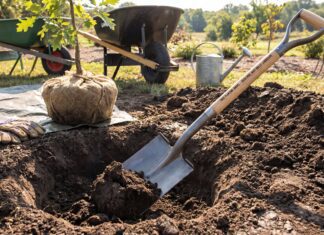 Best Shovel for Planting Trees: Tree Spade vs Transplanting Shovel Tree planting shovel digging a hole for a young tree in garden soil