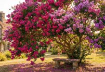 Crape Myrtle Bloom Time (2026): Get Massive Flowers A vibrant crape myrtle tree in full bloom during peak summer