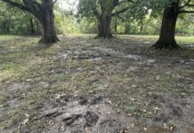 Creeping Red Fescue (2026): Pro Greenskeeper’s Secret creeping-red-fescue-problem-shade-lawn.jpg