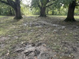 Creeping Red Fescue (2026): Pro Greenskeeper’s Secret creeping-red-fescue-problem-shade-lawn.jpg