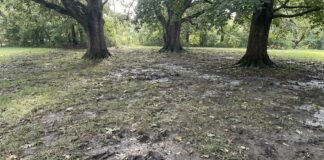 Creeping Red Fescue (2026): Pro Greenskeeper’s Secret creeping-red-fescue-problem-shade-lawn.jpg