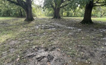 Creeping Red Fescue (2026): Pro Greenskeeper’s Secret creeping-red-fescue-problem-shade-lawn.jpg