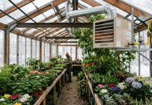 Greenhouse Furnaces (2026): Cost, BTU Sizing & Best Heaters A professional Modine gas furnace installed in the upper corner of a lush, green winter greenhouse