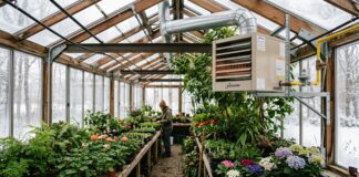 Greenhouse Furnaces (2026): Cost, BTU Sizing & Best Heaters A professional Modine gas furnace installed in the upper corner of a lush, green winter greenhouse