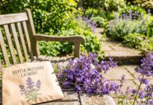 Catmint Seeds: How to Grow and Plant Them (2026 Guide) A blooming purple catmint plant next to a packet of catmint seeds in a sunny spring garden.