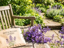 Catmint Seeds: How to Grow and Plant Them (2026 Guide) A blooming purple catmint plant next to a packet of catmint seeds in a sunny spring garden.