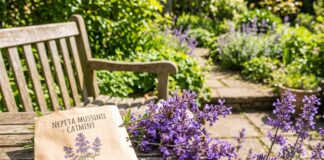 Catmint Seeds: How to Grow and Plant Them (2026 Guide) A blooming purple catmint plant next to a packet of catmint seeds in a sunny spring garden.