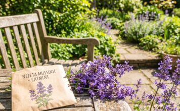 Catmint Seeds: How to Grow and Plant Them (2026 Guide) A blooming purple catmint plant next to a packet of catmint seeds in a sunny spring garden.