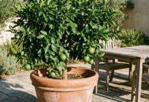 How to Grow a Grapefruit Tree (Indoor & Patio DIY Guide) A healthy, young grapefruit tree growing in a large terracotta pot on a sunny backyard patio