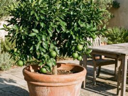 How to Grow a Grapefruit Tree (Indoor & Patio DIY Guide) A healthy, young grapefruit tree growing in a large terracotta pot on a sunny backyard patio