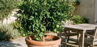 How to Grow a Grapefruit Tree (Indoor & Patio DIY Guide) A healthy, young grapefruit tree growing in a large terracotta pot on a sunny backyard patio