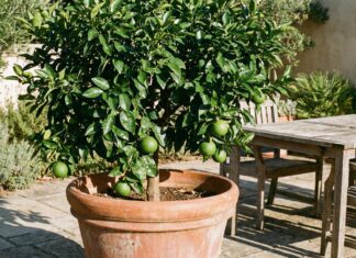 How to Grow a Grapefruit Tree (Indoor & Patio DIY Guide) A healthy, young grapefruit tree growing in a large terracotta pot on a sunny backyard patio
