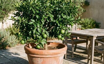 How to Grow a Grapefruit Tree (Indoor & Patio DIY Guide) A healthy, young grapefruit tree growing in a large terracotta pot on a sunny backyard patio