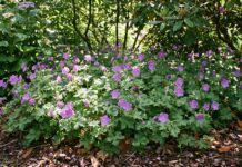 Hardy Geranium Ground Cover: Best Creeping Cranesbill Varieties Hardy geranium ground cover blooming under shrubs in a perennial garden