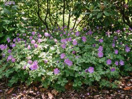 Hardy Geranium Ground Cover: Best Creeping Cranesbill Varieties Hardy geranium ground cover blooming under shrubs in a perennial garden