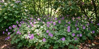 Hardy Geranium Ground Cover: Best Creeping Cranesbill Varieties Hardy geranium ground cover blooming under shrubs in a perennial garden