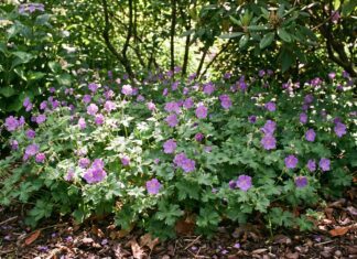 Hardy Geranium Ground Cover: Best Creeping Cranesbill Varieties Hardy geranium ground cover blooming under shrubs in a perennial garden