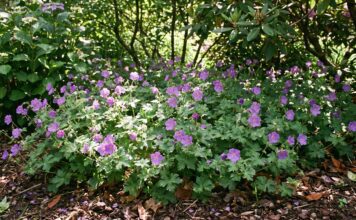 Hardy Geranium Ground Cover: Best Creeping Cranesbill Varieties Hardy geranium ground cover blooming under shrubs in a perennial garden