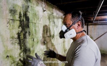 Mold Remediation Cost Calculator 2026: Pro & DIY Estimates A homeowner wearing a P100 respirator mask inspecting a moldy basement wall.