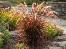 Red Fountain Grass: How to Grow and Care for It Red fountain grass with burgundy foliage and soft plumes in a sunny garden bed