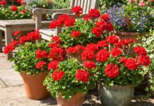 Red Geraniums: How to Grow, Care for, and Use Them in Pots Red geraniums blooming in outdoor pots on a sunny patio
