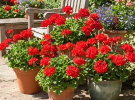 Red Geraniums: How to Grow, Care for, and Use Them in Pots Red geraniums blooming in outdoor pots on a sunny patio