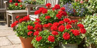 Red Geraniums: How to Grow, Care for, and Use Them in Pots Red geraniums blooming in outdoor pots on a sunny patio