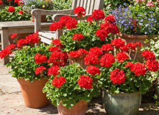 Red Geraniums: How to Grow, Care for, and Use Them in Pots Red geraniums blooming in outdoor pots on a sunny patio