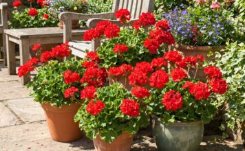 Red Geraniums: How to Grow, Care for, and Use Them in Pots Red geraniums blooming in outdoor pots on a sunny patio