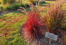 Red Grass: Why Your Grass Is Red & Best Red Ornamental Grasses Red ornamental grass growing in a sunny garden bed