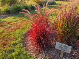 Red Grass: Why Your Grass Is Red & Best Red Ornamental Grasses Red ornamental grass growing in a sunny garden bed