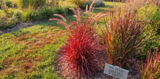 Red Grass: Why Your Grass Is Red & Best Red Ornamental Grasses Red ornamental grass growing in a sunny garden bed
