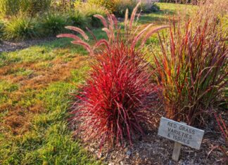 Red Grass: Why Your Grass Is Red & Best Red Ornamental Grasses Red ornamental grass growing in a sunny garden bed