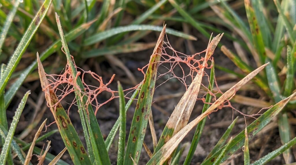 Red Thread in Grass: What It Is and How to Fix It
