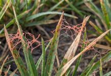 Red Thread in Grass: What It Is and How to Fix It Close-up of red thread fungus on grass blades in a lawn