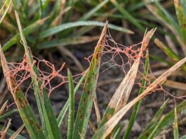 Red Thread in Grass: What It Is and How to Fix It Close-up of red thread fungus on grass blades in a lawn