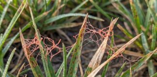 Red Thread in Grass: What It Is and How to Fix It Close-up of red thread fungus on grass blades in a lawn