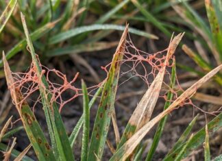 Red Thread in Grass: What It Is and How to Fix It Close-up of red thread fungus on grass blades in a lawn