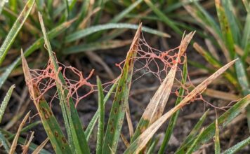 Red Thread in Grass: What It Is and How to Fix It Close-up of red thread fungus on grass blades in a lawn