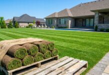 Zoysia Grass Cultivars & Care Guide: Empire, Palisades & Beyond A pallet of fresh Zoysia sod ready for installation on a pristine suburban lawn