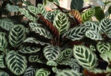 Calathea Types: 15 Stunning Varieties and Care Tips Different Calathea types with colorful patterned leaves